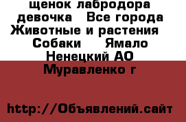 щенок лабродора девочка - Все города Животные и растения » Собаки   . Ямало-Ненецкий АО,Муравленко г.